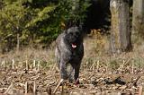 BOUVIER DES ARDENNES 279